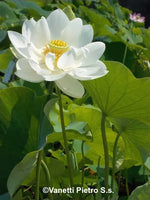 Alba grandiflora - VivaiVanetti