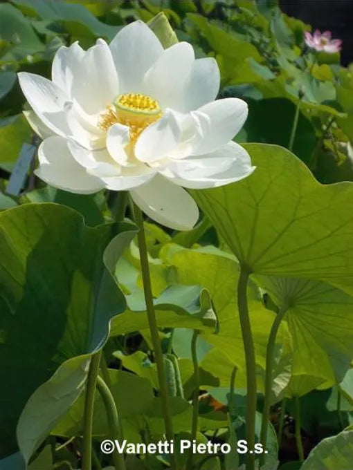 Alba grandiflora - VivaiVanetti