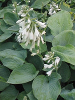 HOSTA SIEBOLDIANA "ELEGANS" - VivaiVanetti