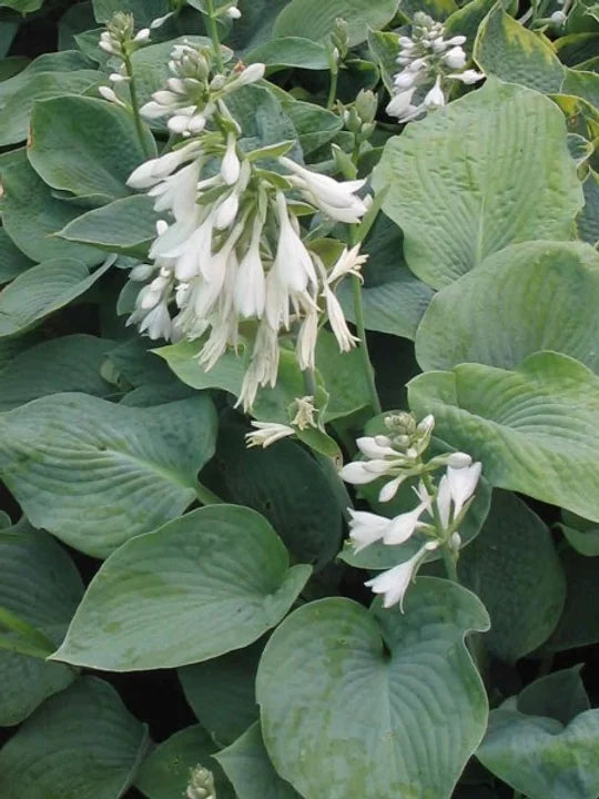 HOSTA SIEBOLDIANA "ELEGANS" - VivaiVanetti