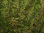 MYRIOPHYLLUM ALTERNIFLORUM - VivaiVanetti