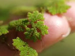 AZOLLA CAROLINIANA - VivaiVanetti