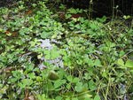 MARSILEA QUADRIFOLIA - VivaiVanetti