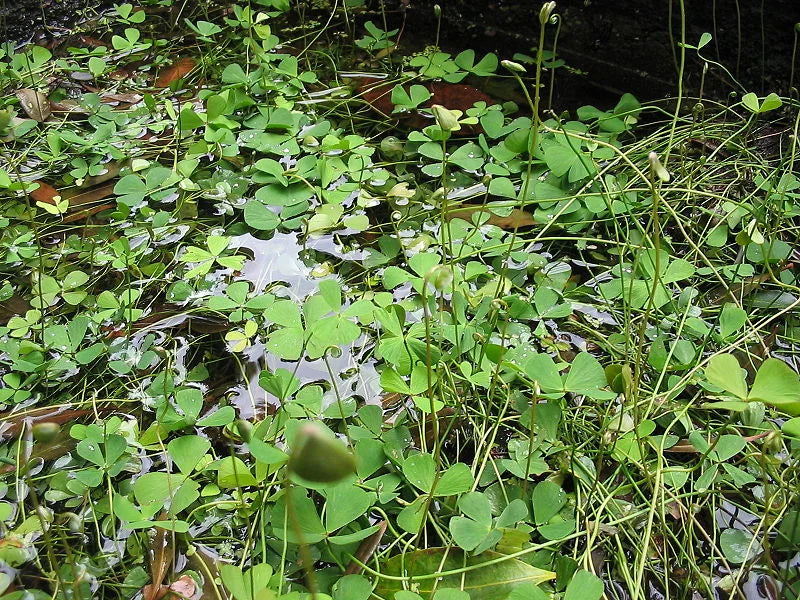 MARSILEA QUADRIFOLIA - VivaiVanetti