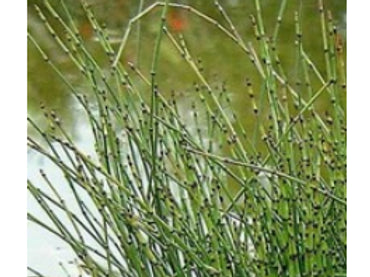 Equisetum Scirpoides - VivaiVanetti