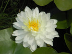 WHITE 1000 PETALS - VivaiVanetti