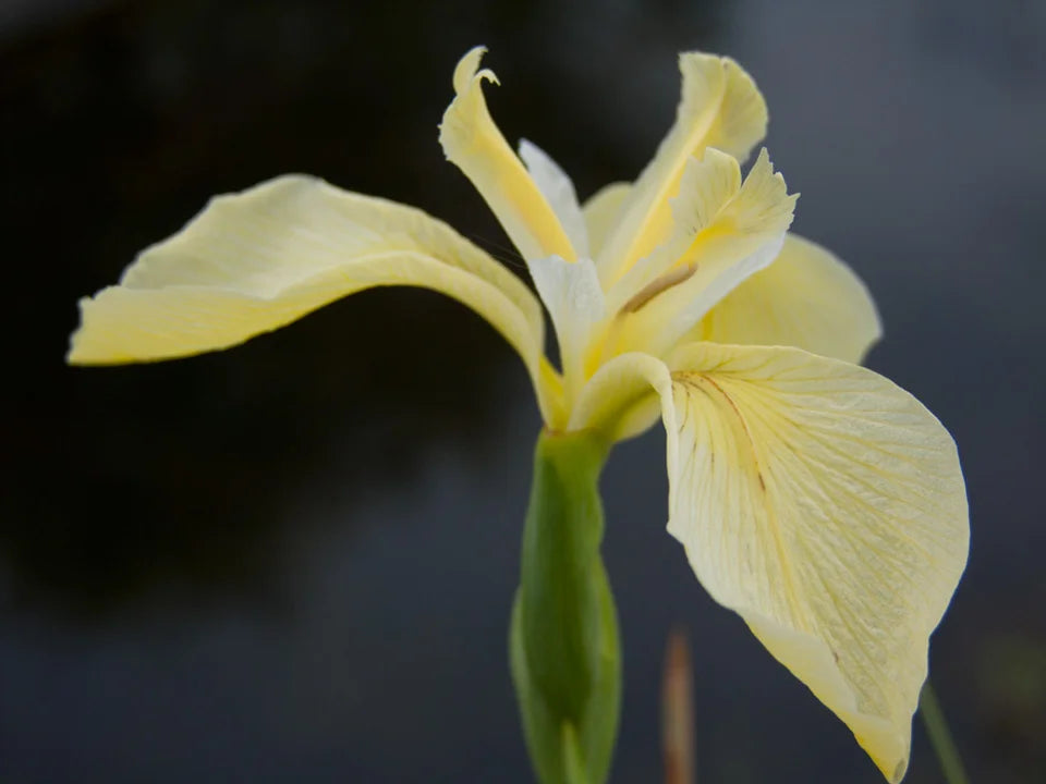 Iris pseudacorus variante Bastardii - VivaiVanetti