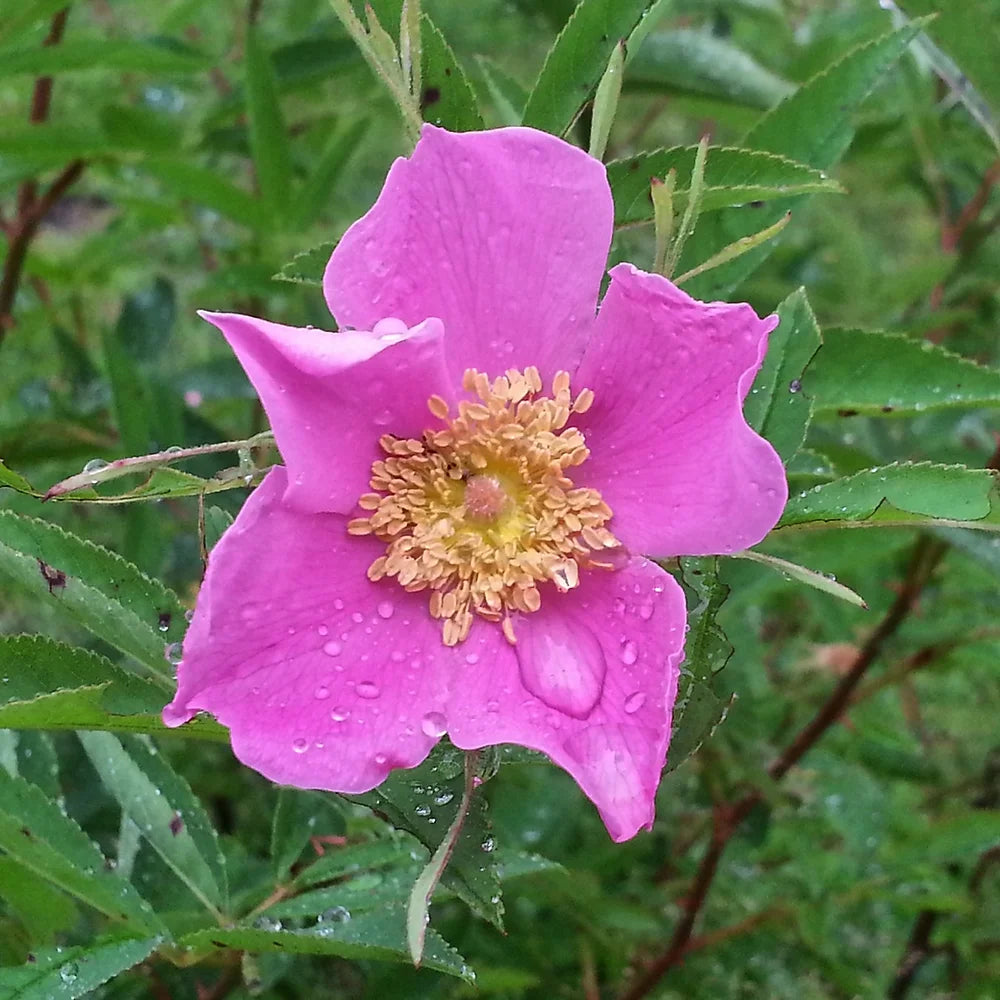 ROSA PALUSTRIS - VivaiVanetti