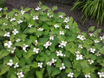 HOUTTUYNIA CORDATA - VivaiVanetti