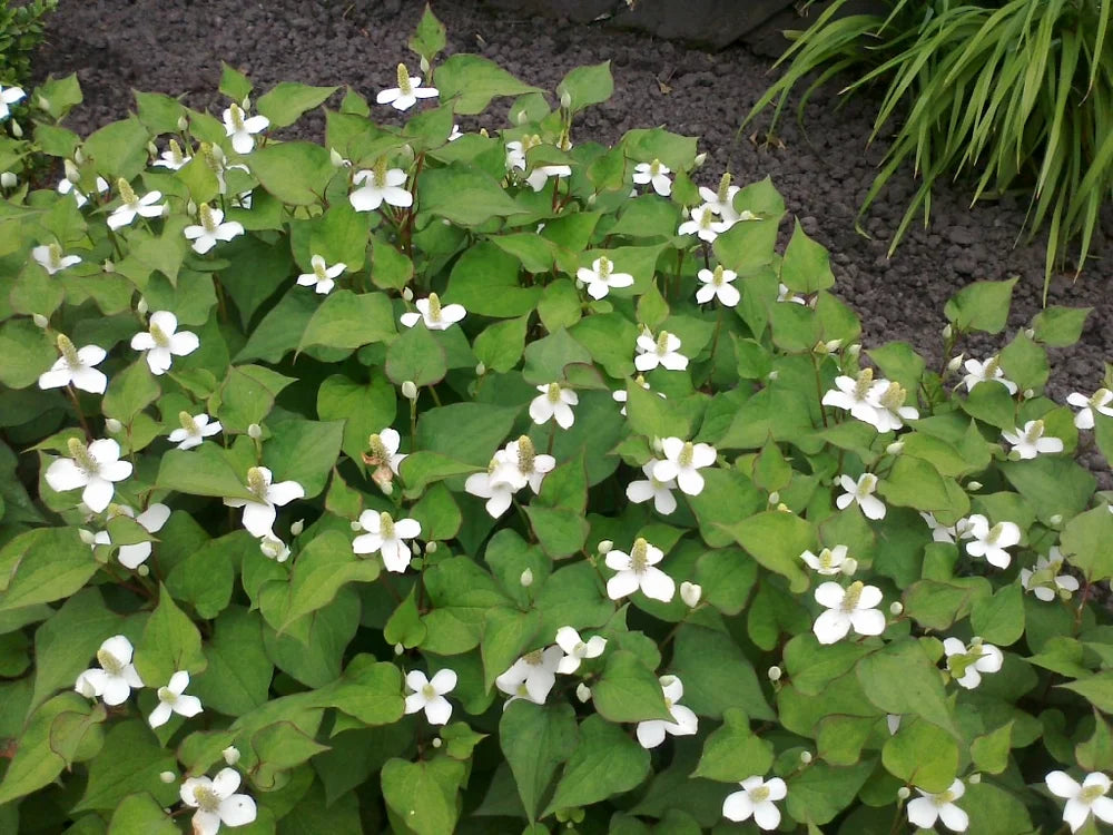 HOUTTUYNIA CORDATA - VivaiVanetti
