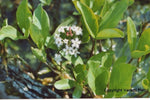MENYANTHES TRIFOLIATA - VivaiVanetti