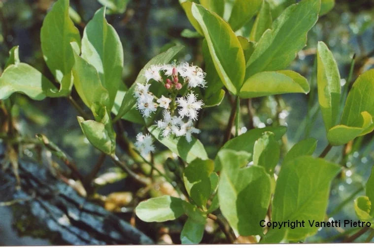 MENYANTHES TRIFOLIATA - VivaiVanetti