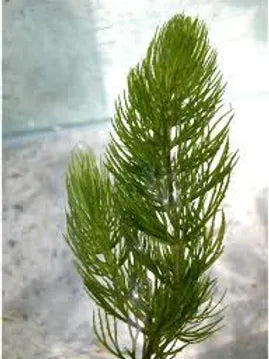 CERATOPHYLLUM DEMERSUM (Coda di volpe) - VivaiVanetti