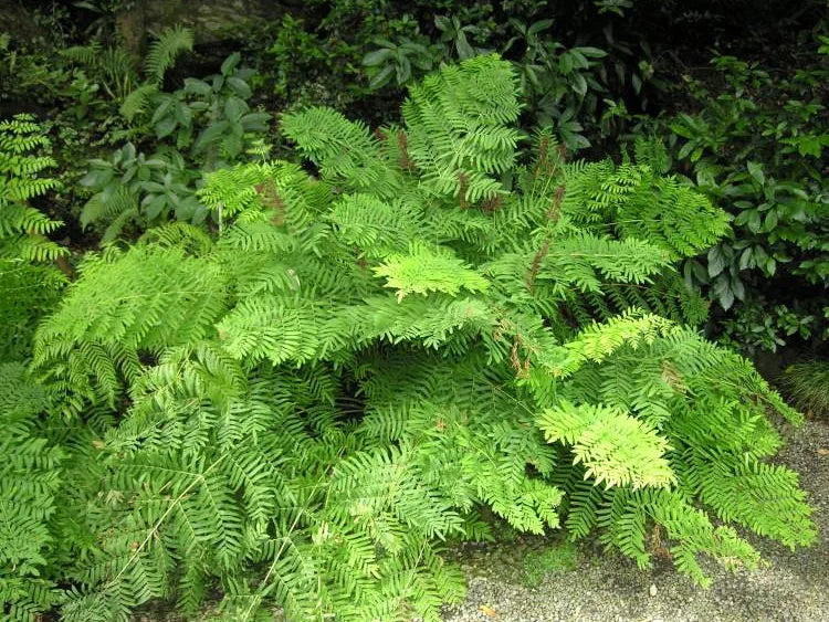OSMUNDA REGALIS (Felce Regale) - VivaiVanetti