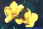 NYMPHOIDES PELTATA (Villarsia nymphoides) - VivaiVanetti