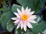 SUNNY PINK - VivaiVanetti