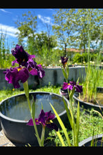 Iris Louisiana Night Thunder - VivaiVanetti
