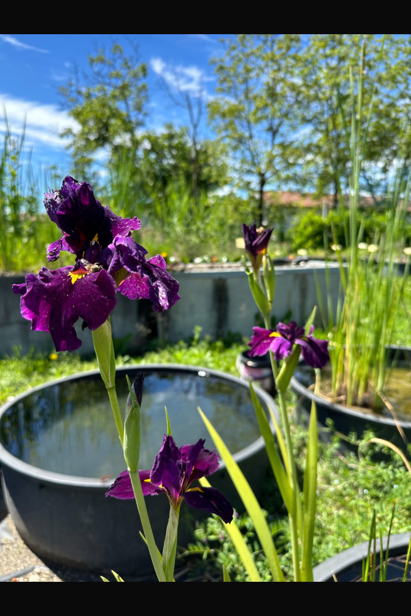 Iris Louisiana Night Thunder - VivaiVanetti