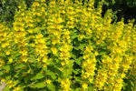 LYSIMACHIA PUNCTATA - VivaiVanetti