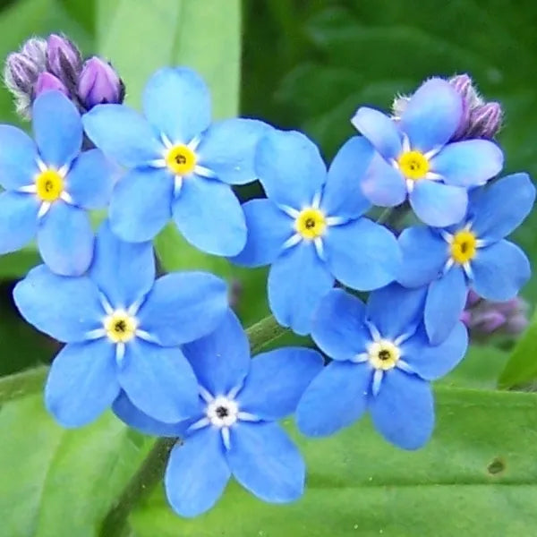 MYOSOTIS PALUSTRIS (Non ti scordar di me) - VivaiVanetti