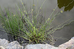 JUNCUS EFFUSUS SPIRALlS - VivaiVanetti