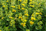 LYSIMACHIA PUNCTATA - VivaiVanetti