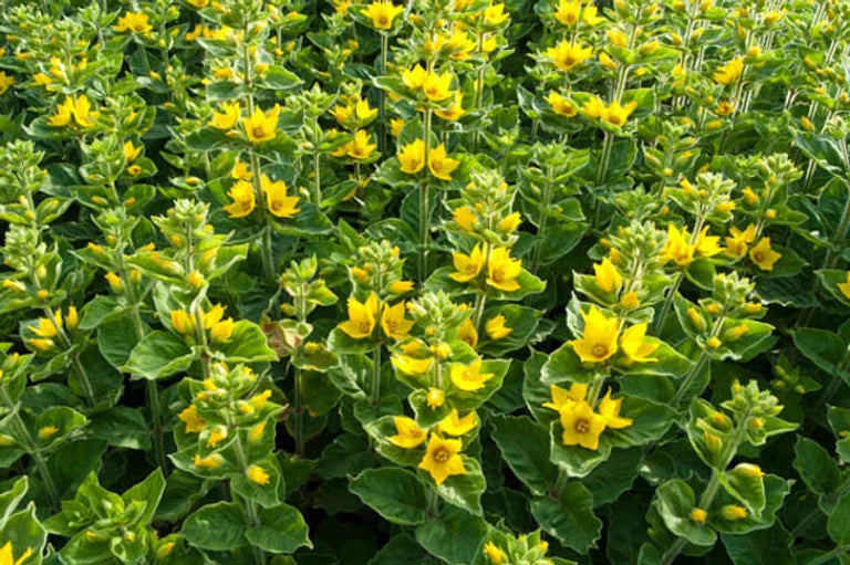 LYSIMACHIA PUNCTATA - VivaiVanetti