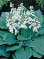 HOSTA SIEBOLDIANA "ELEGANS" - VivaiVanetti