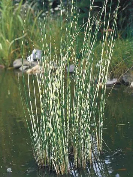 SCHOENOPLECTUS LACUSTRIS ssp. TABERNAEMONTANI "ZEBRINUS" - VivaiVanetti