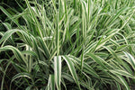 PHALARIS ARUNDINACEA - VivaiVanetti