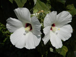 HIBISCUS MOSCHEUTOS - VivaiVanetti