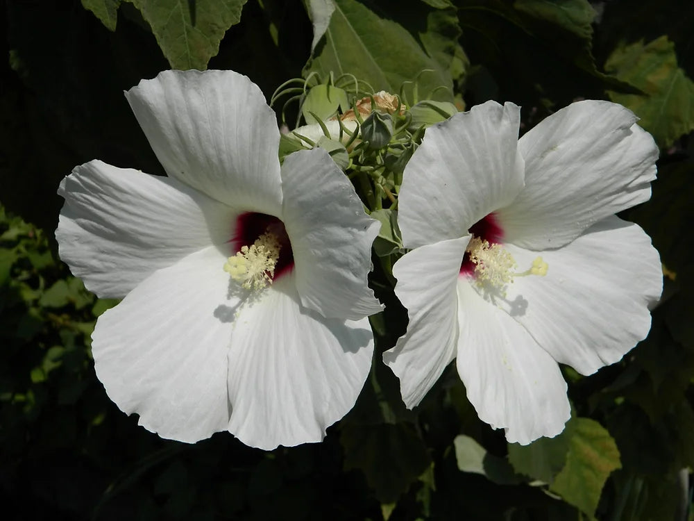 HIBISCUS MOSCHEUTOS - VivaiVanetti