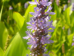 PONTEDERIA CORDATA - VivaiVanetti