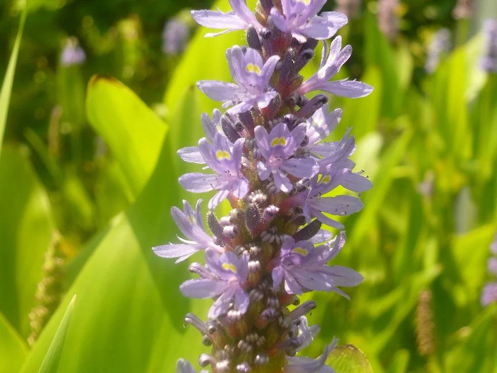 PONTEDERIA CORDATA - VivaiVanetti
