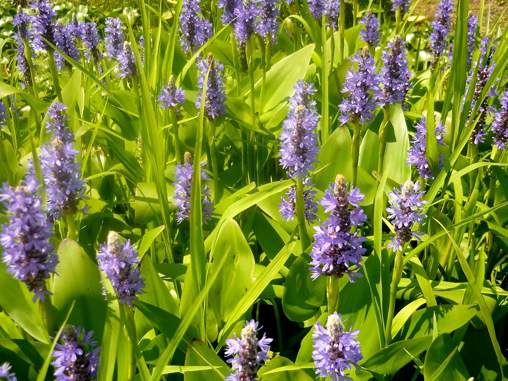 PONTEDERIA CORDATA - VivaiVanetti