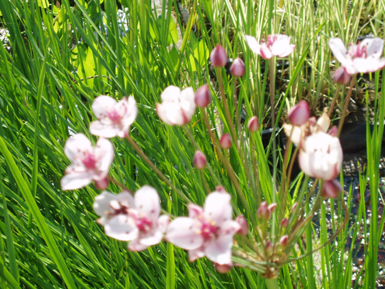 BUTOMUS UMBELLATUS (Giunco fiorito) - VivaiVanetti