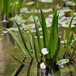 STRATIOTES ALOIDES (Erba coltella dei fossi) - VivaiVanetti