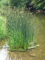 SCHOENOPLECTUS LACUSTRIS - VivaiVanetti