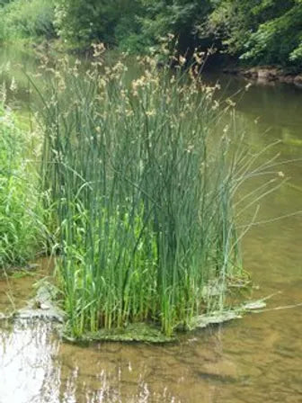 SCHOENOPLECTUS LACUSTRIS - VivaiVanetti