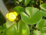 NUPHAR PUMILA - VivaiVanetti