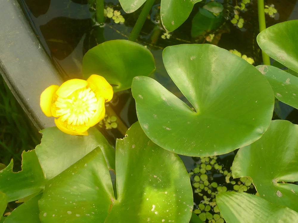 NUPHAR PUMILA - VivaiVanetti