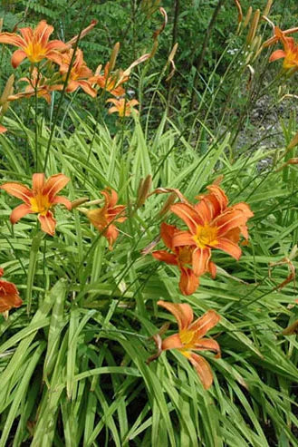 HEMEROCALLIS FULVA - VivaiVanetti