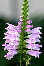 PHYSOSTEGIA VIRGINIANA - VivaiVanetti