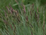 CAREX NIGRA - VivaiVanetti