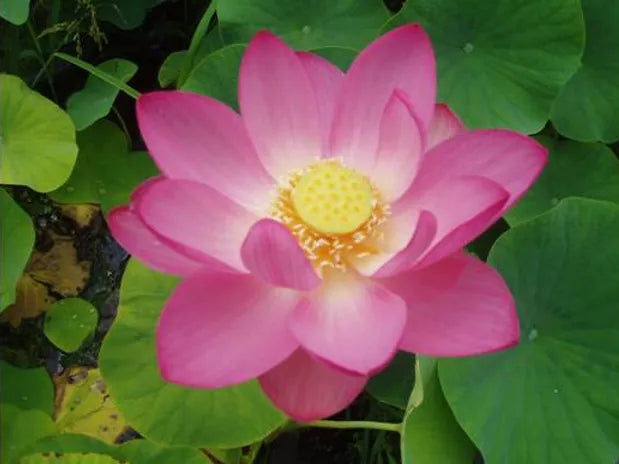 Nelumbo  PEKINENSIS RUBRA - VivaiVanetti