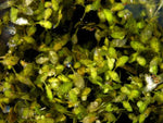 LEMNA TRISULCA - VivaiVanetti