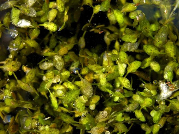 LEMNA TRISULCA - VivaiVanetti