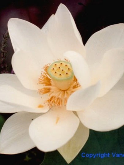 Alba grandiflora - VivaiVanetti