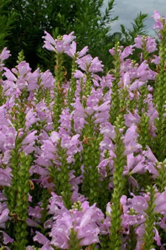 PHYSOSTEGIA VIRGINIANA - VivaiVanetti