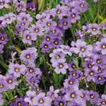 SYSIRINCHIUM ANGUSTIFOLIUM - VivaiVanetti